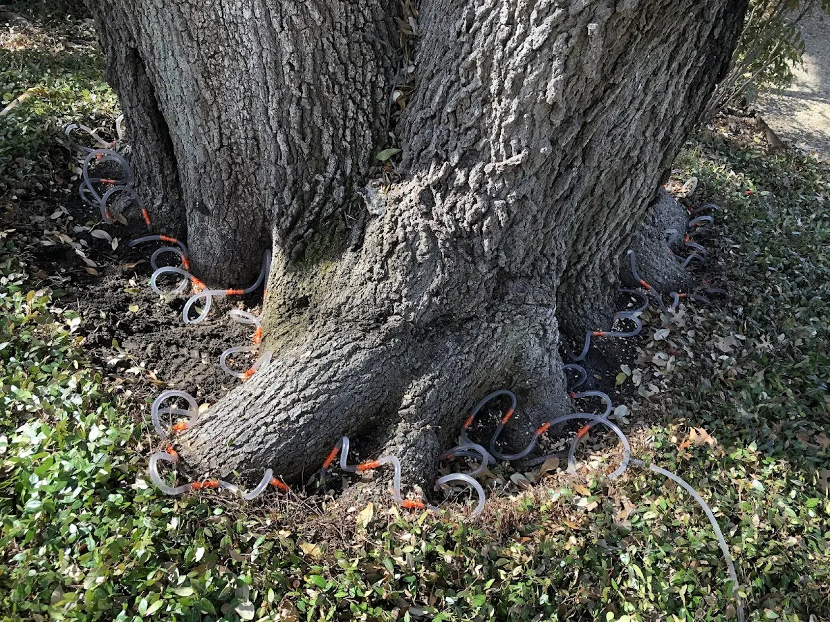 Detailed Tree Cabling and Bracing job site in Pacific