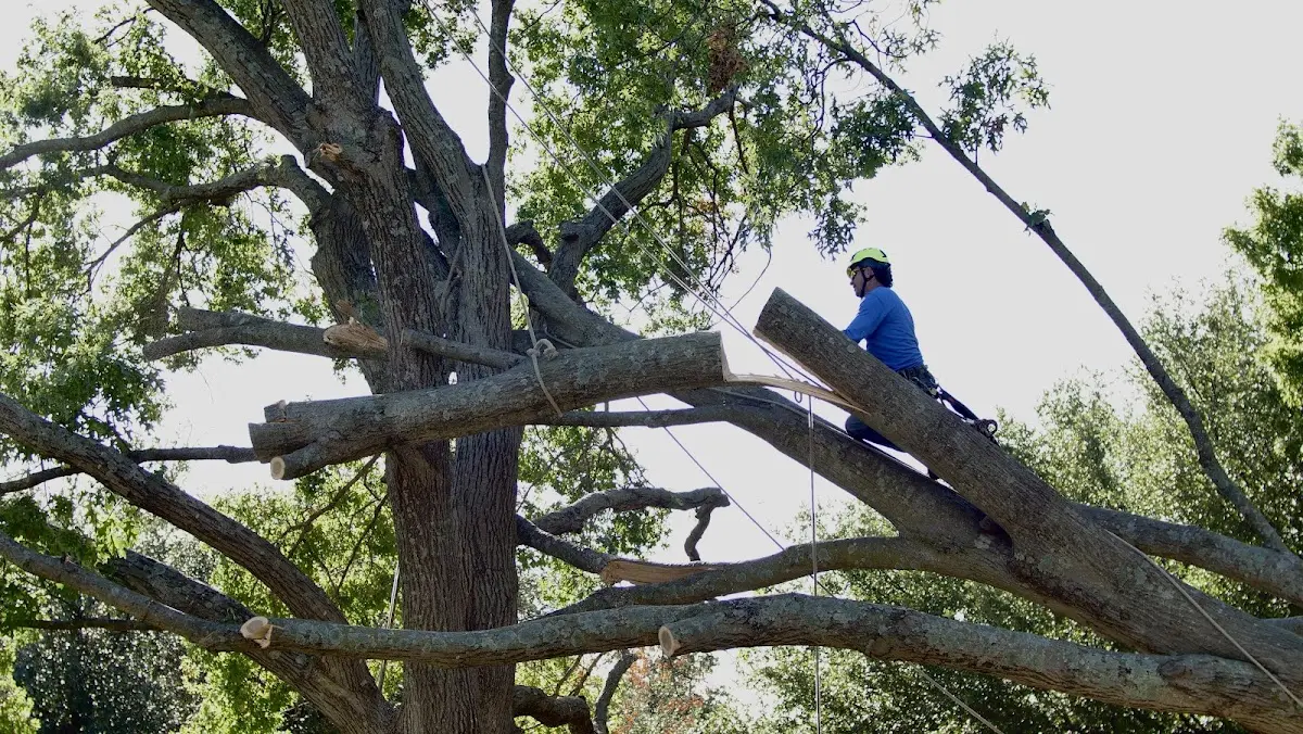 Professional Crown Thinning performed by certified arborists in Pacific